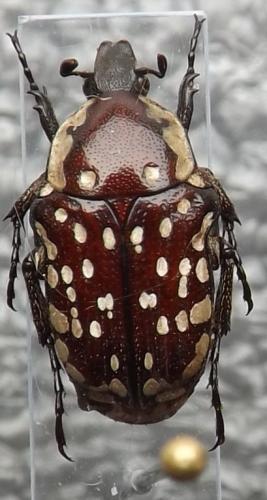 Oxythyrea sp.